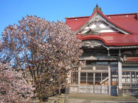 清隆寺の桜(1)