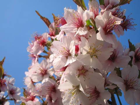 清隆寺の桜(2)