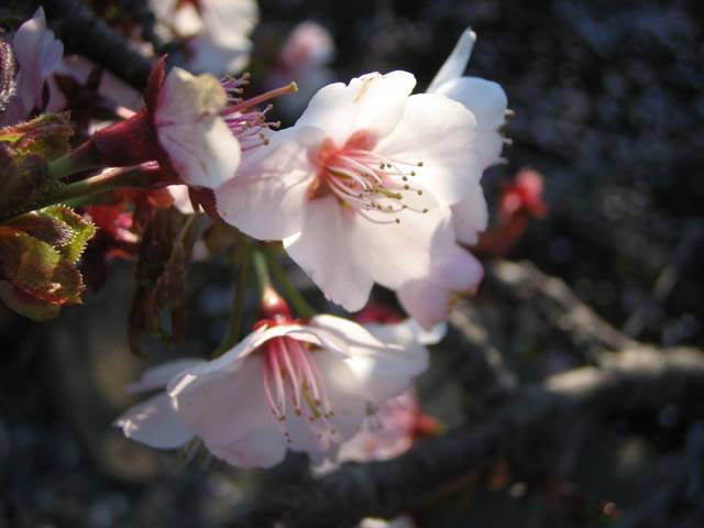 清隆寺の桜(3)